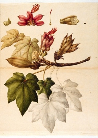 Cheirostemon platanoides [Chiranthodendron pentadactylon Larreat, Sterculiaceae], watercolor on paper by an unattributed expedition artist | The Torner Collection of Sessé and Mociño Biological Illustrations, Accession 6331.0172, courtesy of Hunt Institute for Botanical Illustration, Carnegie Mellon University, Pittsburgh, PA.