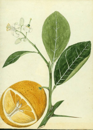 Citrus x aurantium | Stahl Collection, U.S. National Herbarium, National Museum of Natural History, Smithsonian Institution