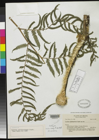 Cyathea albidopaleata type specimen from Smithsonian Institution, National Museum of Natural History, Department of Botany