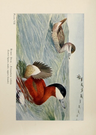Ruddy ducks (Erismatura rubida) in water painted by Louis Agassiz Fuertes, Birds of the Rockies. Biodiversity Heritage Library.