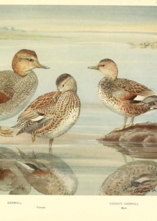 Gadwall's painted by Louis Agassiz Fuertes from "A Natural History of Ducks"