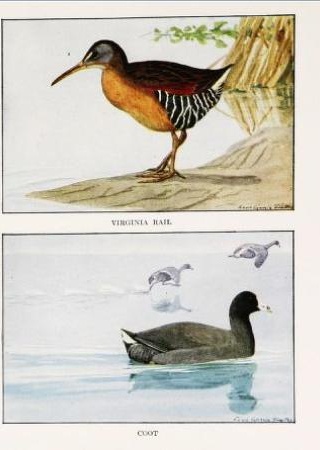 Top image: Virginia rail; Bottom image: coot. Pintados por Louis Agassiz Fuertes en "American Game Bird"