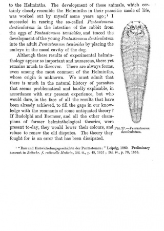 Figure 27, Pentastomum denticulatum from "The Parasites of Man"