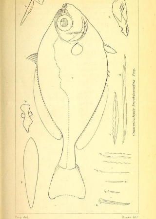 Thorny tinselfish (Grammicolepis brachiusculus), Poey's ichthyological memoirs. Biodiversity Heritage Library.