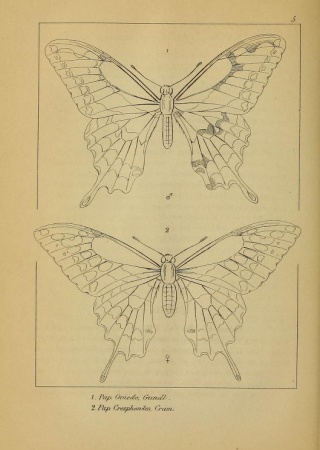 Papilio oviedo and Papilio cresphontes plate from "Repertorio fisico-natural de la isla de Cuba."