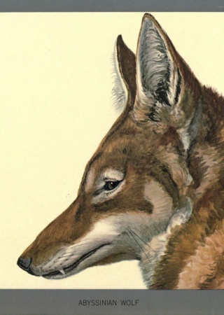 Abyssinian wolf (Canis simensis) painted by Louis Agassiz Fuertes, Album of Abyssinian birds and mammals. Biodiversity Heritage Library.