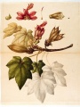 Cheirostemon platanoides [Chiranthodendron pentadactylon Larreat, Sterculiaceae], watercolor on paper by an unattributed expedition artist | The Torner Collection of Sessé and Mociño Biological Illustrations, Accession 6331.0172, courtesy of Hunt Institute for Botanical Illustration, Carnegie Mellon University, Pittsburgh, PA.