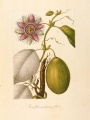 Passiflora quadrangularis [Passiflora quadrangularis Linnaeus, Passifloraceae], watercolor on paper by an unattributed expedition artist | The Torner Collection of Sessé and Mociño Biological Illustrations, Accession 6331.1807, courtesy of Hunt Institute for Botanical Illustration, Carnegie Mellon University, Pittsburgh, PA.