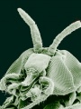 Adult Black Fly (Simulium yahense) with parasite (Onchocerca volvulus) emerging from the insect's antenna | Electron and Confocal Microscopy Laboratory, Agricultural Research Service, U. S. Department of Agriculture