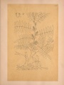 Indigofera anil var. polyphylla from "Calques des dessins de la Flore du Mexique, de Mociño et Sessé qui ont servi de types d'Espèces dans le systema ou le prodromus."