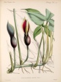 Philodendron affine | Biologia Centrali-Americana, Botany v.5