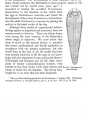 Figure 27, Pentastomum denticulatum from "The Parasites of Man"