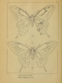 Papilio oviedo y Papilio cresphontes from "Repertorio fisico-natural de la isla de Cuba."